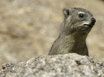 Ondudu Safari Lodge Ondudu Safari Lodge: Rock Hyrax