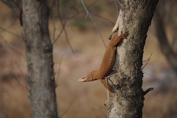 Ranthambore National Park: Waran