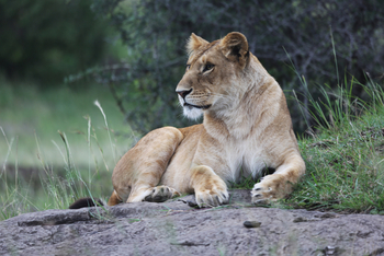 Richard's River Camp: Löwin