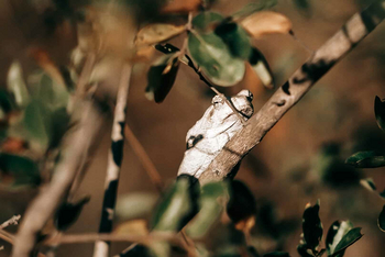 Simbambili Game Lodge: Frosch