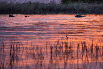 Splash Camp: Nilpferde