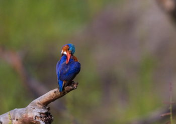Sungani Lodge Sungani Lodge: Malachiteisvogel