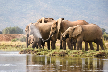 Time + Tide Chongwe Camp: Trinkende Elefanten