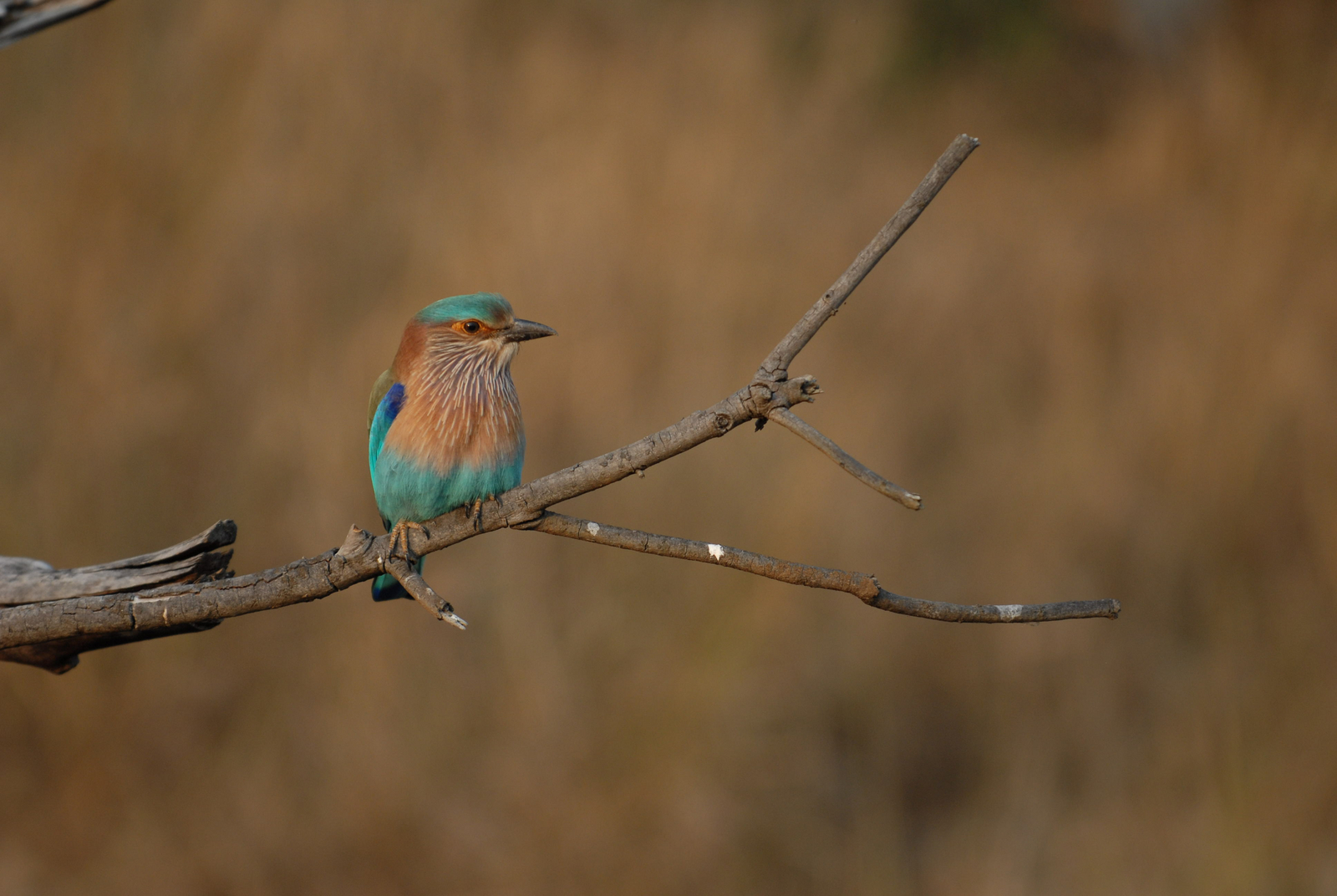 Bandhavgarh National Park Bandhavgarh National Park