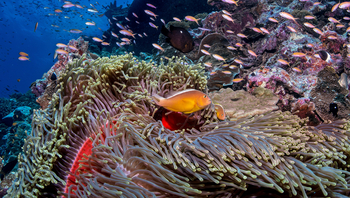 Astove Coral House: Orange Skunk Clownfish zwischen Anemonen