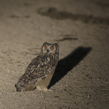 Bera Safari Lodge: Uhu