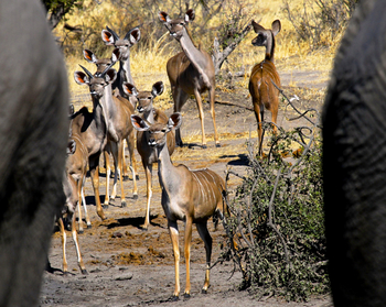 Bomani Tented Lodge Bomani Tented Lodge: Kudus