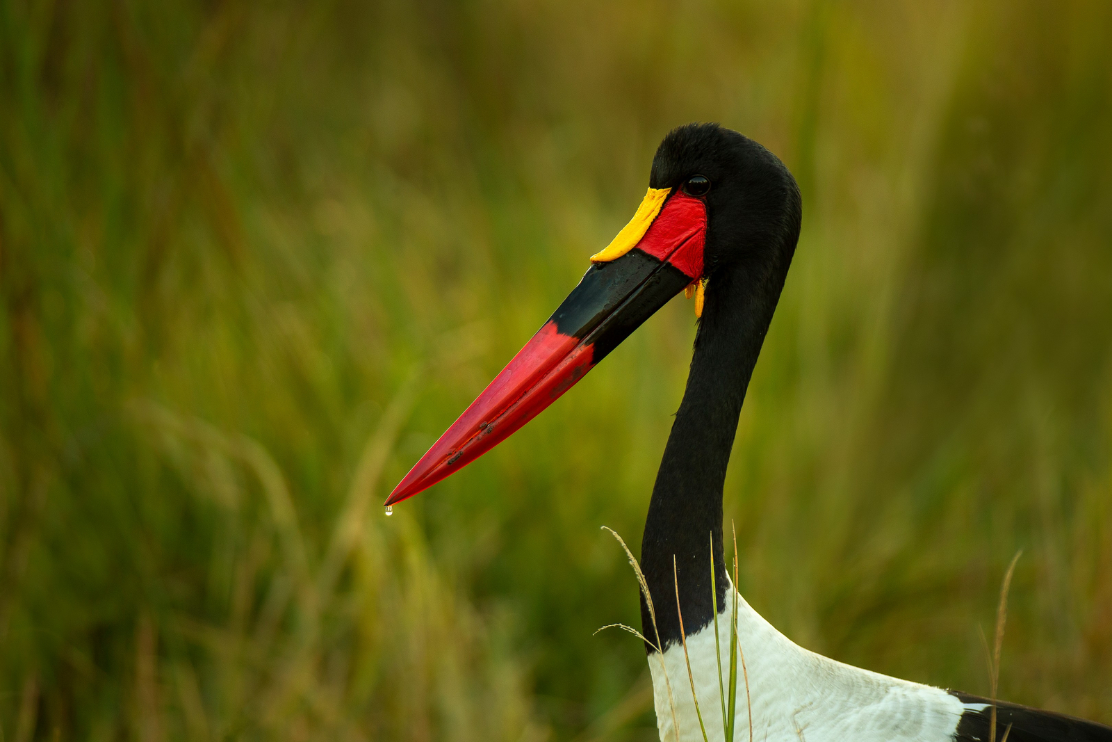 Camp Khwai Camp Khwai: Sattelstorch