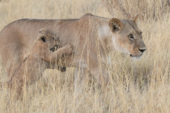 Chief's Island: Löwin mit Baby