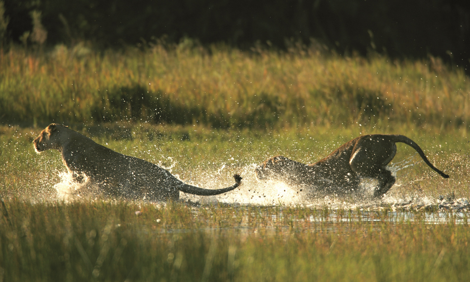 Duba Explorers Camp Duba Explorers Camp: Löwen beim Bad