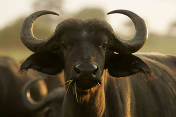 Duba Plains Camp: Junger Büffel