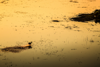 Duba Plains Camp: Red Lechwe