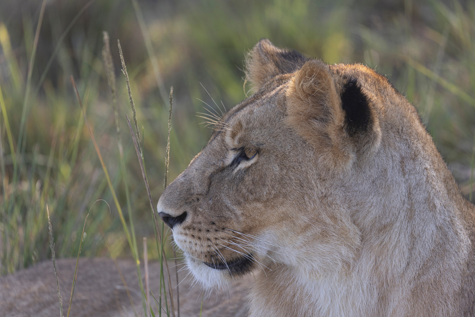 Elewana Elephant Pepper Camp Elewana Elephant Pepper Camp: Löwenkopf