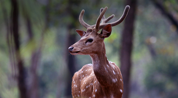 Flame of the Forest Safari Lodge: Junger Axishirsch