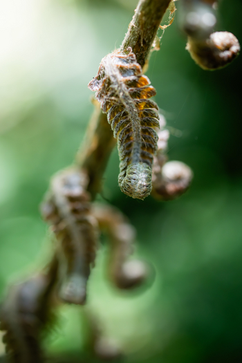 Koroi Forest Camp: Raupe