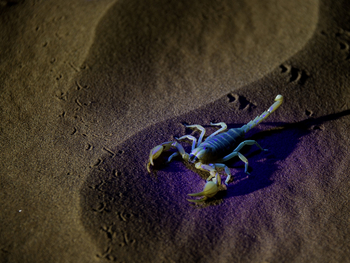 Kulala Desert Lodge: Skorpion