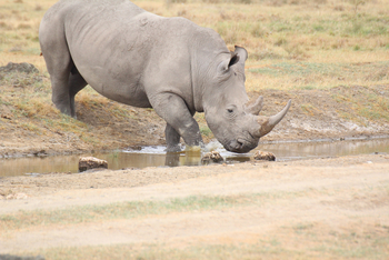 Lake Nakuru Sopa Lodge Lake Nakuru Sopa Lodge: Nashorn