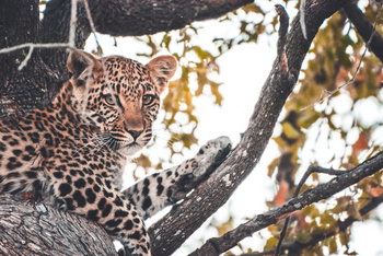 Lebala Camp Lebala Camp: Leopard im Baum