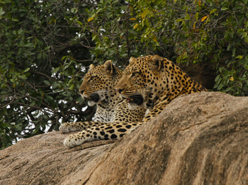 Legendary Mwiba Lodge: Leoparden