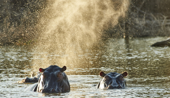 Legendary Mwiba Lodge: Nilpferde