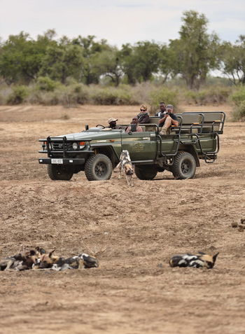 Lion Camp Lion Camp: Beobachtung von Wildhunden