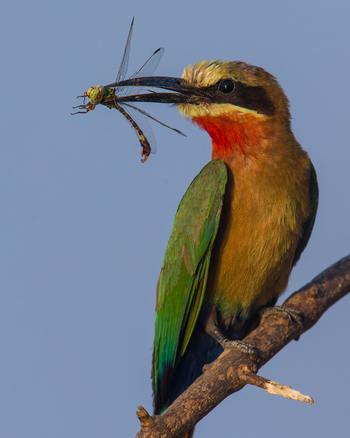 Luambe Camp: Weißstirnspint mit Libelle