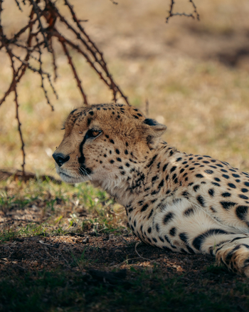 Mara Siana Camp: Gepard
