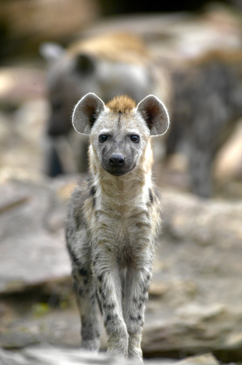 Tuli Safari Lodge Mashatu: Tüpfelhyäne