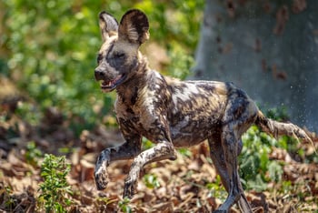 Mkulumadzi Lodge: Junger Wildhund