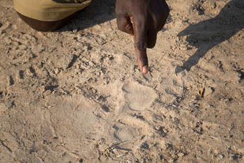 Mwaleshi Camp Mwaleshi Camp: Leopardenspur