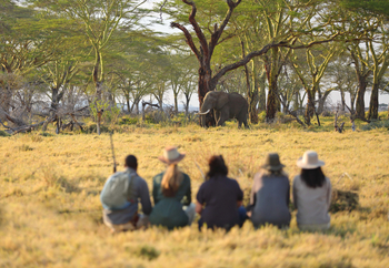 Namiri Plains Camp: Elefantenbegegnung