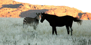 Namtib Desert Lodge: Rappe und Zebra