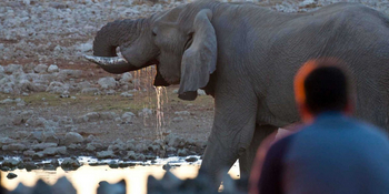 Okaukuejo Camp Okaukuejo Camp: Trinkender Elefant