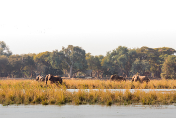 Old Mondoro Camp: Elefanten vor dem Camp