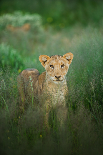 Old Traders Lodge: Junge Löwin