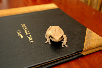 Sausage Tree Camp: Verirrter Baumfrosch