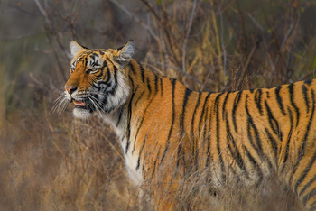 Sawai Vilas: Tiger im hohen Gras