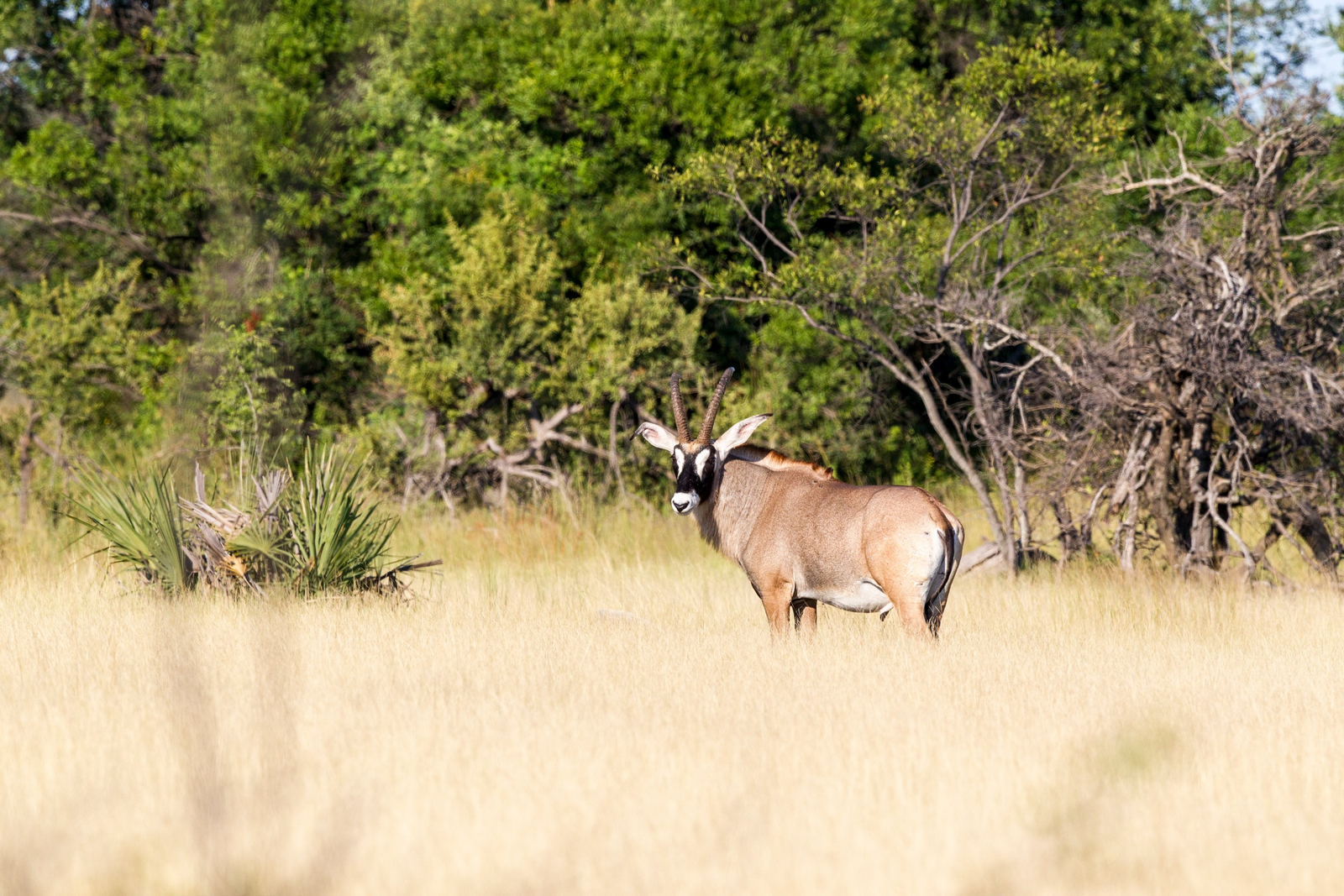 Seba Camp Seba Camp: Pferdeantilope