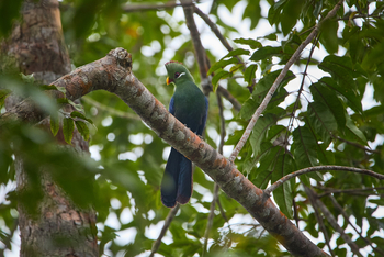 Sette Cama Eco Camp: Yellow Billed Turaco