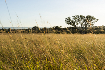 Sinigita Grumeti Game Reserve: Grasland