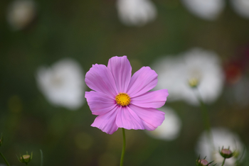 Sunderban Tiger Camp: Korbblütler