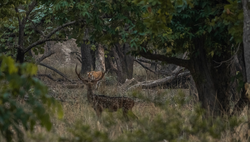 The Oberoi Vindhyavilas Wildlife Resort