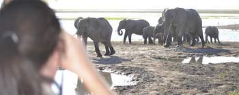 The Old House: Elefantenherde