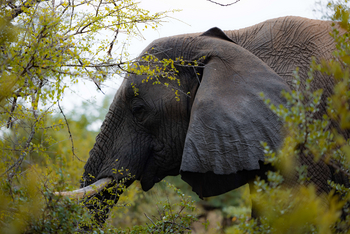 Thornybush Game Lodge: Elefant
