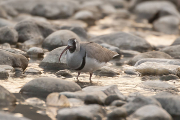 Vanghat: Ibisbill