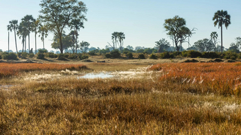 Xigera Safari Lodge Xigera Safari Lodge: Spinnennetze im Ried