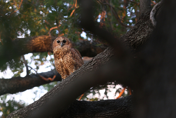 andBeyond Sandibe Okavango Safari Lodge: Pel's Fishing Owl