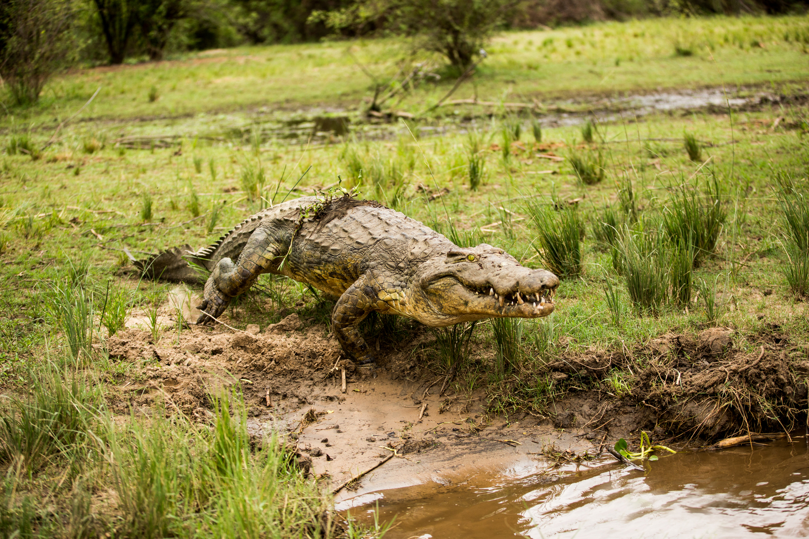 Amanzi Camp Amanzi Camp: Nilkrokodil