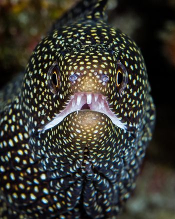 Astove Coral House: Gymnothorax Meleagris