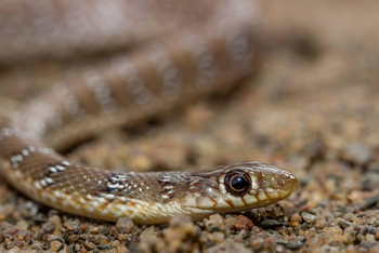 Bamboo Forest Safari Lodge: Schlangenkopf